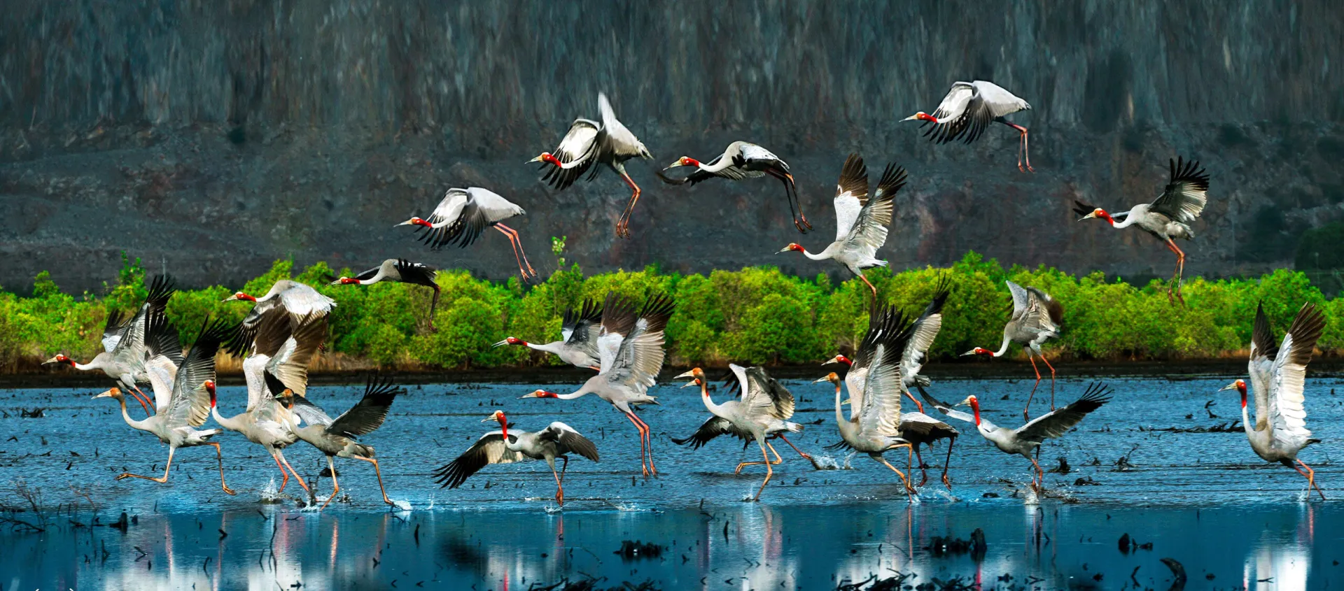 Le Parc national d'U Minh Thuong et la mémoire sauvage des tourbières